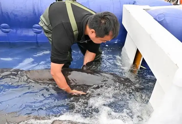 荆州50.2万尾中华鲟成功放生